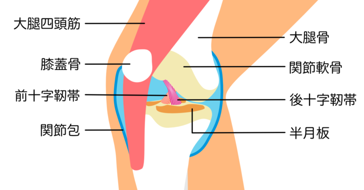 半月板損傷と診断