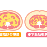 内臓脂肪と皮下脂肪